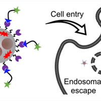 Targeted Vectorization and Therapy