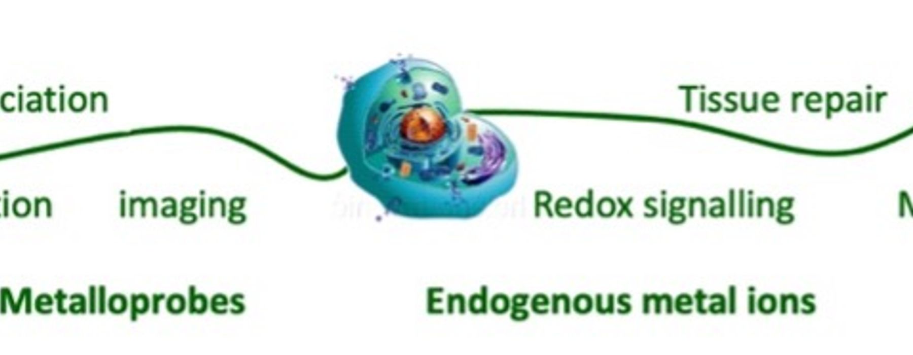 Metals in Biology and Redox Homeostasis team photo