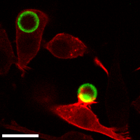 Chemical probes to study biological processes