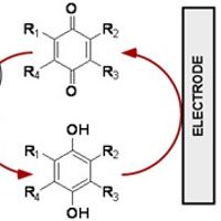 Electron harvesting from photosynthetic organisms