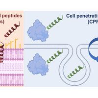 Membranotropic Peptides and Proteins