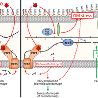 New insight into bacterial response to antibiotic treatment