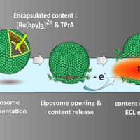 Coupling electrochemistry and luminescence (electrochemiluminescence, fluorescence) to investigate biological transport processes