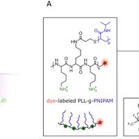 Polymers at the interface with biological systems