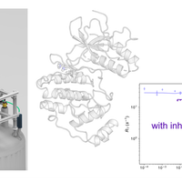 Dynamics and interactions of biomolecules by high-resolution relaxometry