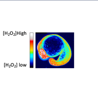 Redox Homeostasis: from cell to zebrafish