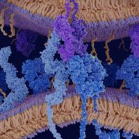 Molecular Strategies of Host–Pathogen Recognition